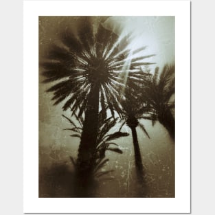 3 palm trees Posters and Art